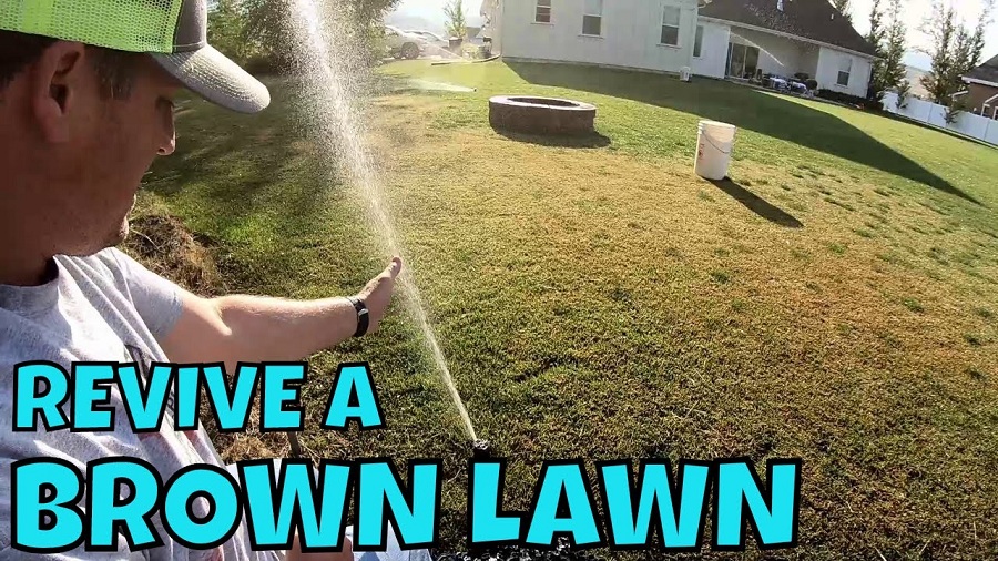 How To Revive Your Lawn