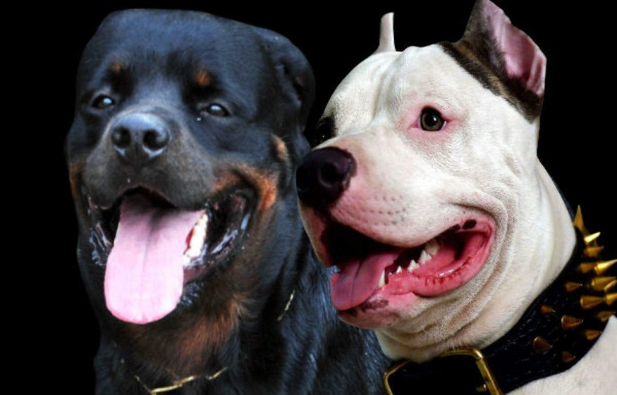 Top 5 Prestigious And Loyal Dog Breeds